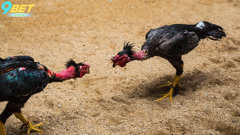 Các hình thức thi đấu tại đá gà trực tiếp tại nhà cái 9Bet