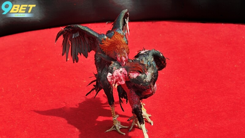 Chia sẻ một số mẹo cược đá gà trực tiếp tại 9Bet hiệu quả nhất